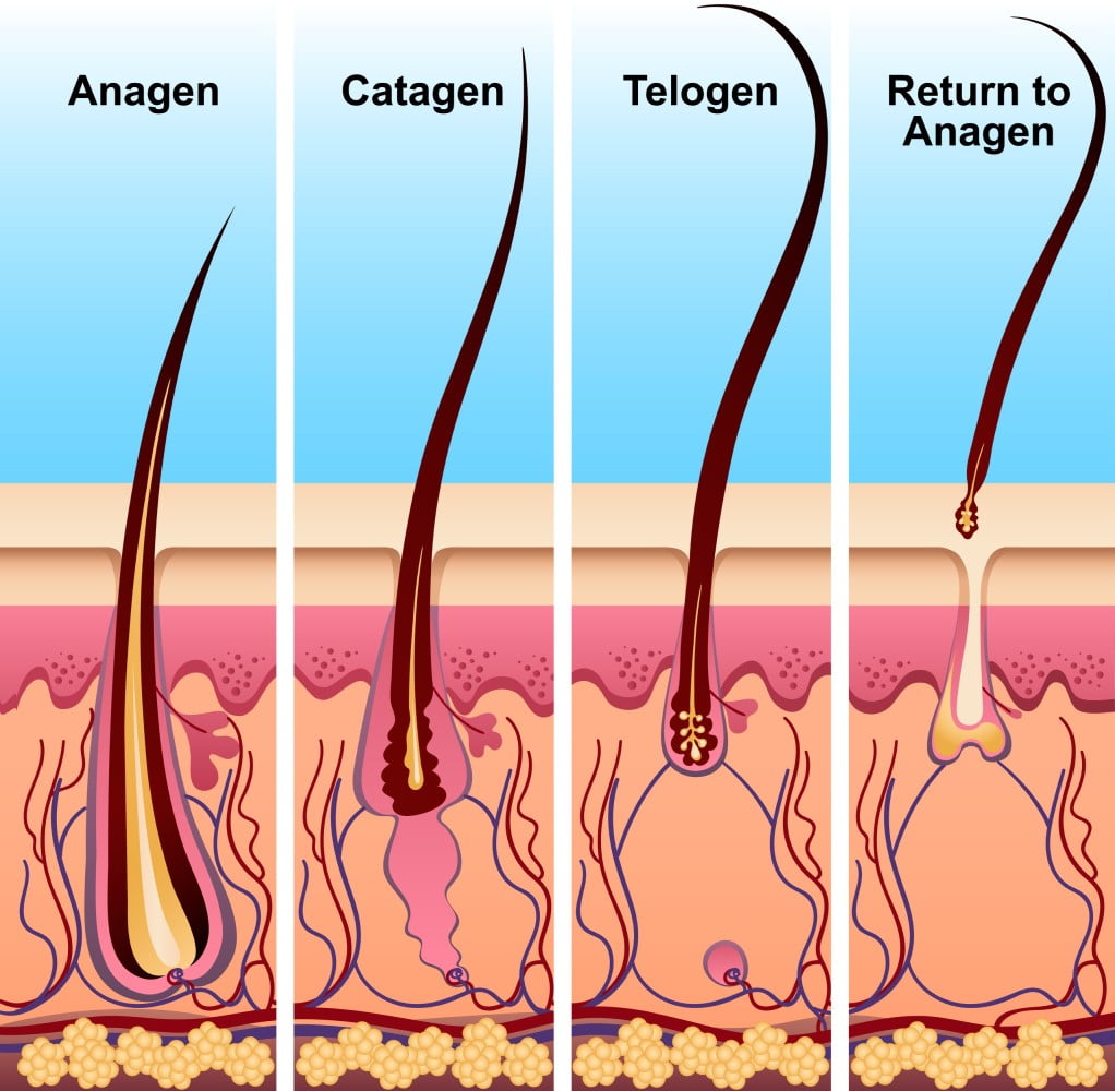 Three Stages of Hair Growth and How Laser Hair Removal Works • Pearlish  Skin Clinic